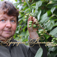 Актинидия ("УРАЛЬСКОЕ КИВИ") "ЗЕМЛЯНИЧНАЯ" Актинидия ("УРАЛЬСКОЕ КИВИ") "ЗЕМЛЯНИЧНАЯ"